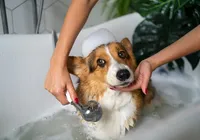 Cachorro precisa de banho semanalmente? Veja o que diz veterinária imagem