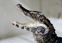 De jacaré a serpentes: "invasão" de animais silvestres aumenta em Salvador imagem