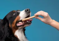 Descubra como não matar seus pets na Páscoa imagem