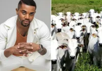 Fortuna de Davi Brito com venda de gado vem à tona; saiba valor imagem
