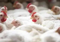 Após caso de gripe aviária, Argentina para de importar frangos do Brasil