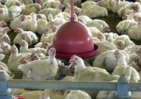 Gripe aviária pode chegar a outros estados? Entenda o que diz o governo imagem