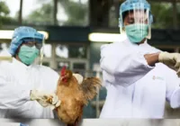 Países vetam aves do Brasil por gripe aviária imagem