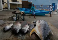 Pescadores de Salvador passarão a ter incentivo para geração de emprego imagem