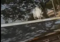 VÍDEO: Rossi desabafa após tentativa de assalto no Rio de janeiro