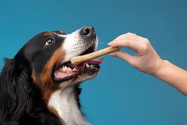 Descubra como não matar seus pets na Páscoa - Imagem