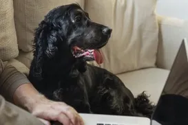 Funcionário processa empresa após ser mordido por cachorro em home office - Imagem