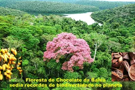 Projeto Cacau+ - Imagem