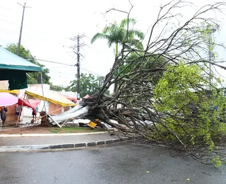 Árvores caídas, alagamentos, deslizamentos: chuva traz caos a Salvador