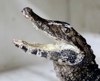 De jacaré a serpentes: "invasão" de animais silvestres aumenta em Salvador