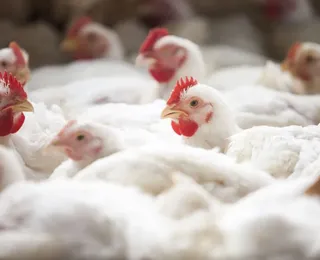 Após caso de gripe aviária, Argentina para de importar frangos do Brasil