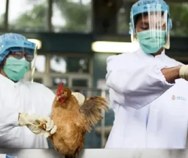 Brasil vai superar a influenza aviária com muito profissionalismo, diz Francisco Turra - Imagem