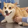 Carrapatos e casos de raiva em alta exigem atenção redobrada com os pets - Imagem