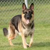 Conheça as 10 raças de cães mais populares do mundo em 2025 - Imagem
