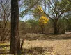 Bahia se projeta como protagonista ambiental rumo à COP 30 - Imagem