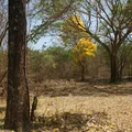 Bahia se projeta como protagonista ambiental rumo à COP 30 imagem