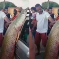 Peixe gigante com 92kg e mais de dois metros é capturado na Bahia imagem