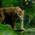 Zoológico de Salvador é reaberto com novas atrações e entrada gratuita imagem