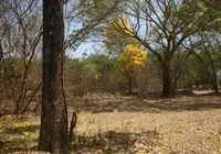 Bahia se projeta como protagonista ambiental rumo à COP 30