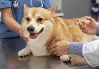 Carrapatos e casos de raiva em alta exigem atenção redobrada com os pets
