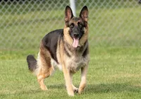 Conheça as 10 raças de cães mais populares do mundo em 2025