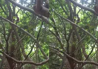 Homem é resgatado de árvore em Salvador após 72 horas imagem