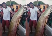 Peixe gigante com 92kg e mais de dois metros é capturado na Bahia