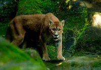 Zoológico de Salvador é reaberto com novas atrações e entrada gratuita imagem
