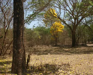 Bahia se projeta como protagonista ambiental rumo à COP 30