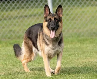 Conheça as 10 raças de cães mais populares do mundo em 2025