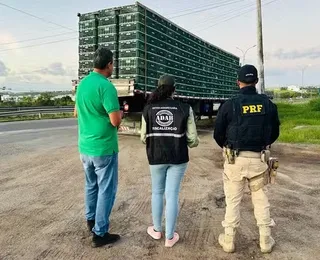 PRF descobre transporte secreto de 2 mil frangos vivos na Bahia