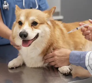 Carrapatos e casos de raiva em alta exigem atenção redobrada com os pets - Imagem
