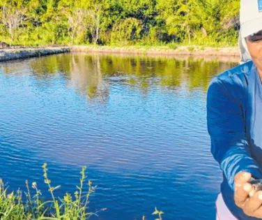 Produção de tilápia assume protagonismo no avanço da piscicultura em todo o país - Imagem