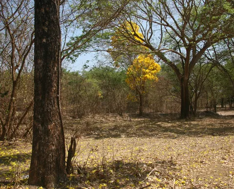 Bahia se projeta como protagonista ambiental rumo à COP 30