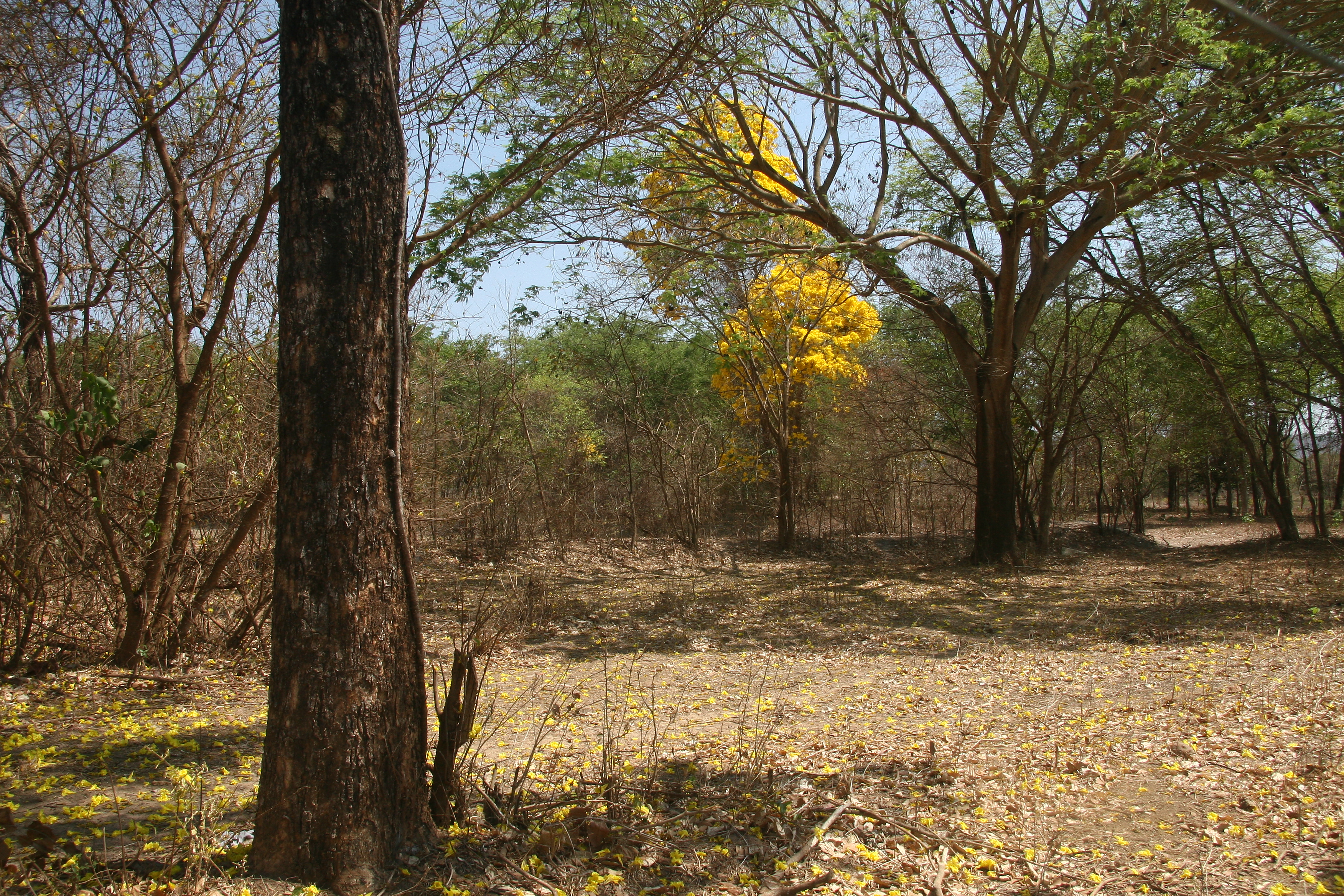 La Fondazione Vovó do Mangue alla COP 30: un impegno per la difesa dei mangrovieti e il contrasto alla crisi climatica