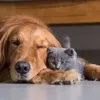 Adeus, pelos! Truques para manter a casa limpa mesmo com pets - Imagem
