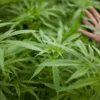 Uso da cannabis medicinal ainda enfrenta barreiras no Brasil - Imagem
