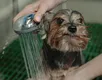 Este é o erro que você pode estar cometendo ao dar banho no seu cachorro - Imagem