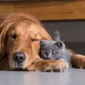 Adeus, pelos! Truques para manter a casa limpa mesmo com pets imagem