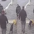 Pitbull ataca cadela que descansava durante passeio; veja vídeo imagem
