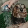 Este é o erro que você pode estar cometendo ao dar banho no seu cachorro imagem