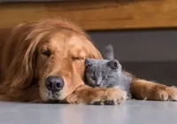 Adeus, pelos! Truques para manter a casa limpa mesmo com pets imagem