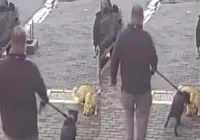 Pitbull ataca cadela que descansava durante passeio; veja vídeo imagem