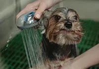 Este é o erro que você pode estar cometendo ao dar banho no seu cachorro imagem