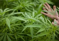 Uso da cannabis medicinal ainda enfrenta barreiras no Brasil imagem