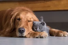 Adeus, pelos! Truques para manter a casa limpa mesmo com pets - Imagem