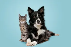 Aprenda a escolher a melhor hospedagem para o seu animal - Imagem