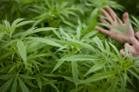 Uso da cannabis medicinal ainda enfrenta barreiras no Brasil - Imagem