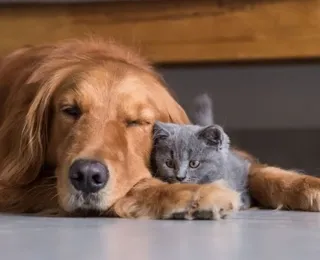 Adeus, pelos! Truques para manter a casa limpa mesmo com pets