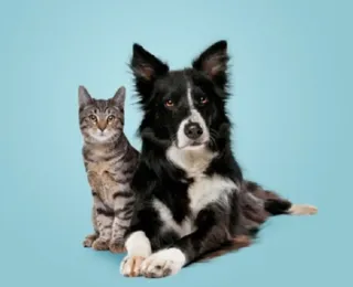 Aprenda a escolher a melhor hospedagem para o seu animal